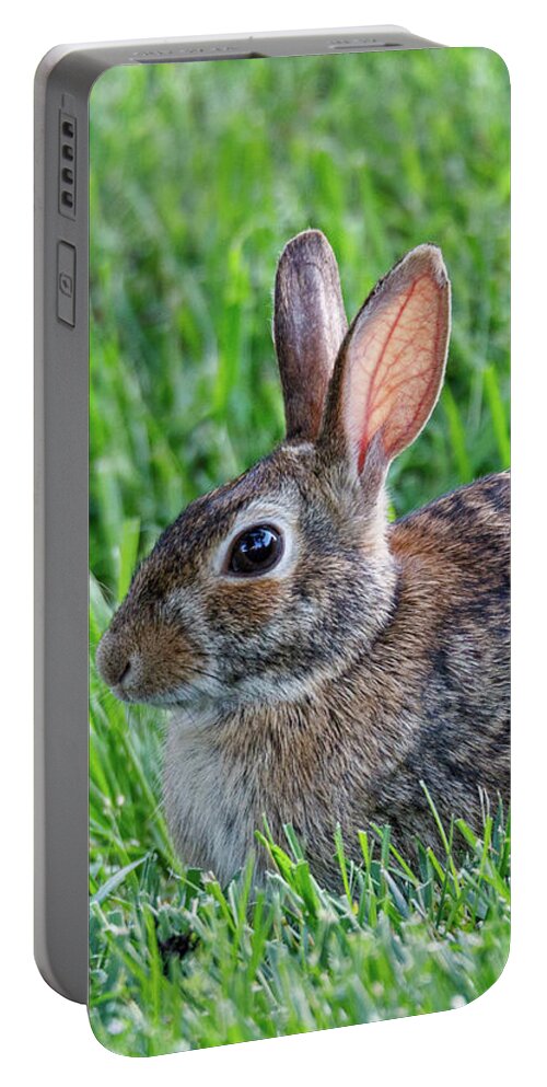 Rabbit Portable Battery Charger featuring the photograph Backyard Bunny by David Beechum