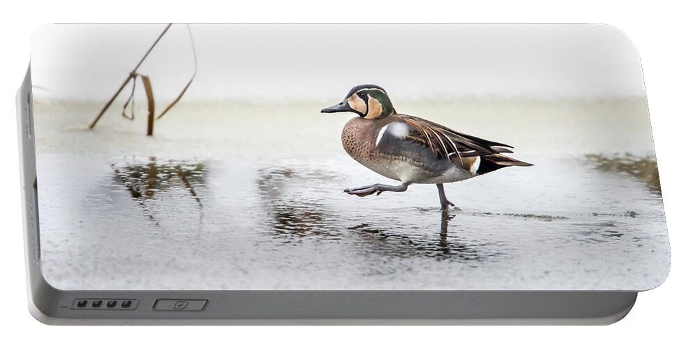 Baikal Teal Portable Battery Charger featuring the photograph Baikal Teal, the beautiful and rare visitor in Sweden, walks wit by Torbjorn Swenelius