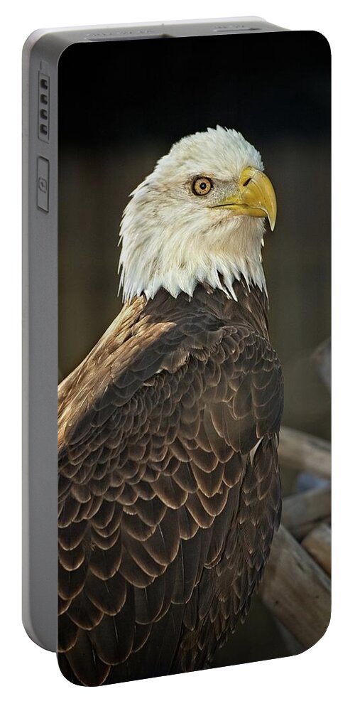 Bird Portable Battery Charger featuring the photograph Bald Eagle 2 by Steve DaPonte