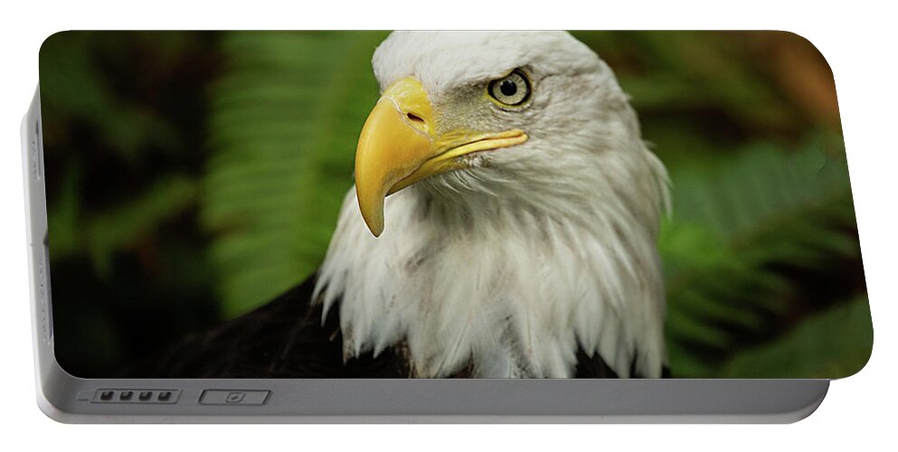 Bald Eagle Portable Battery Charger featuring the photograph Bald Eagle by Bob Cournoyer