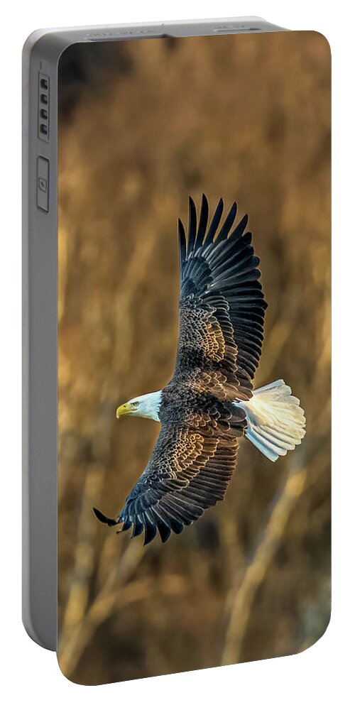 Bald Eagle Portable Battery Charger featuring the photograph Bald Eagle in its glory by Brian Shoemaker