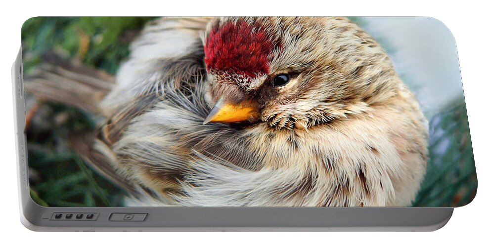Bird Portable Battery Charger featuring the photograph Ball of Feathers by Christina Rollo