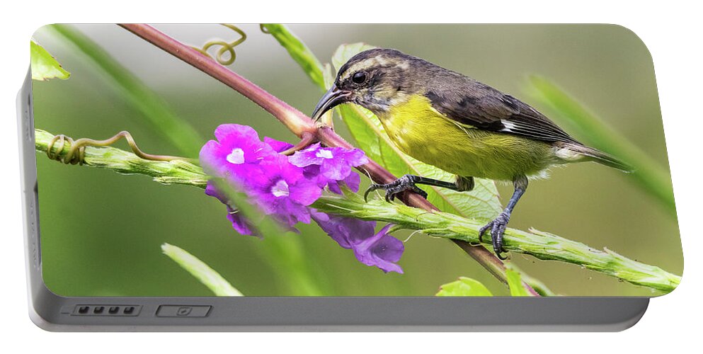  Portable Battery Charger featuring the photograph Bananaquit by Jim Miller