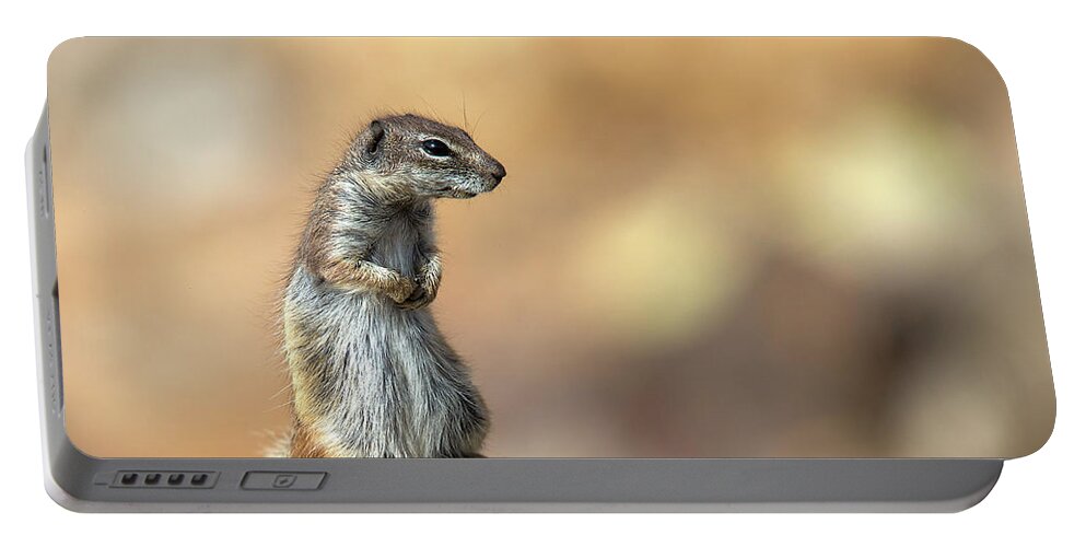 Barbary Ground Squirrel Portable Battery Charger featuring the photograph Barbary Ground Squirrel, Atlantoxerus getulus, Canary Islands, Spain by Tony Mills
