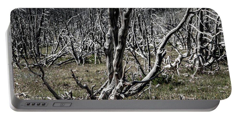 No People Portable Battery Charger featuring the photograph Bare Tree by Nathan Wasylewski
