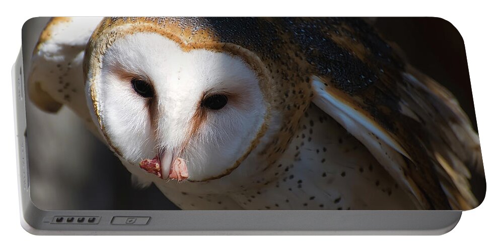 Barn Owl Portable Battery Charger featuring the photograph Barn Owl Eating 2 by Flees Photos