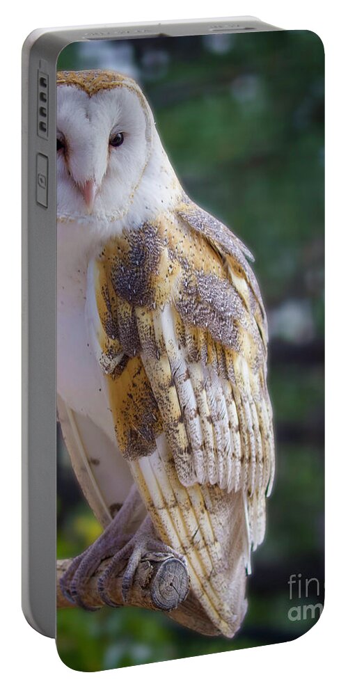 Barn Owl Portable Battery Charger featuring the photograph Barn Owl Portrait by Shirley Dutchkowski