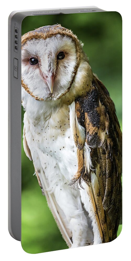 Raptors Owl Barn Owl Portable Battery Charger featuring the photograph Barn owl by Robert Miller