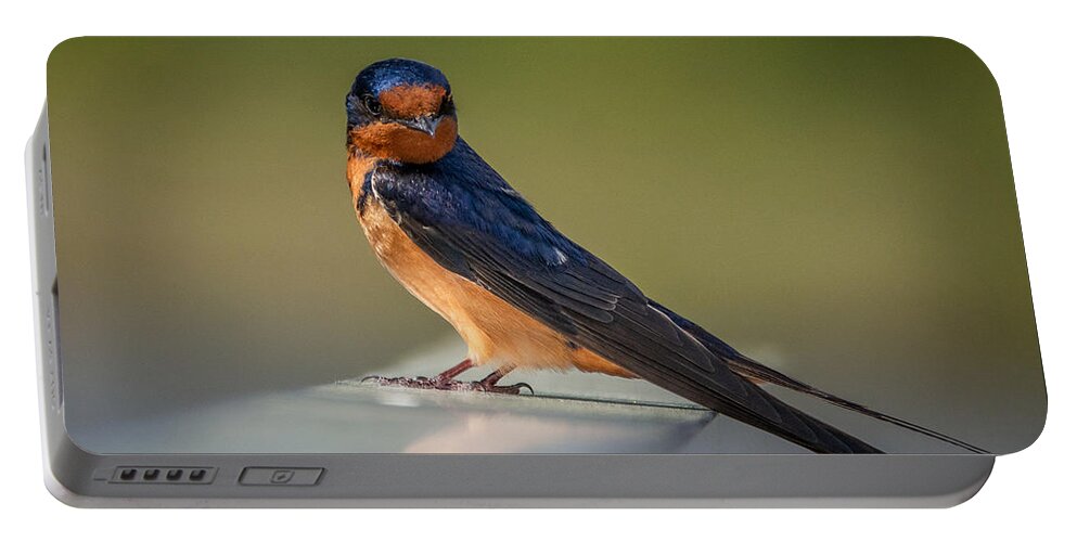 Bird Portable Battery Charger featuring the photograph Barn Swallow and the Look by Linda Bonaccorsi