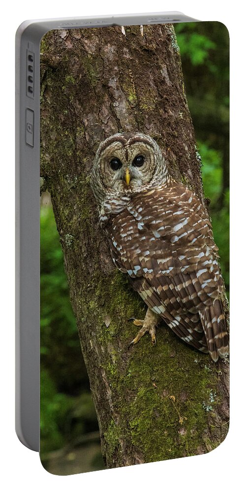 Great Smoky Mountains National Park Portable Battery Charger featuring the photograph Barred Owl 1 by Melissa Southern