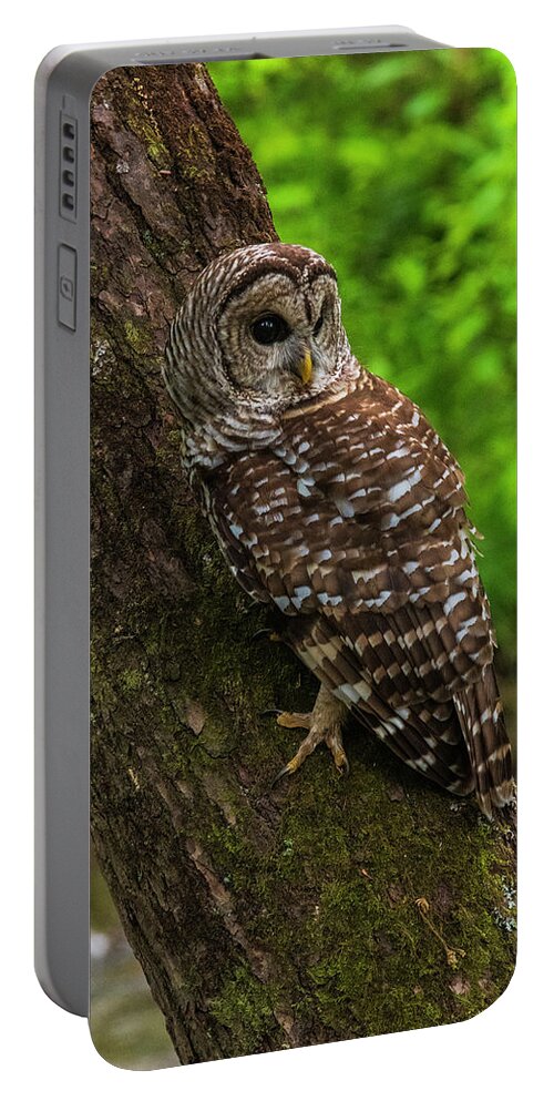 Great Smoky Mountains National Park Portable Battery Charger featuring the photograph Barred Owl 2 by Melissa Southern