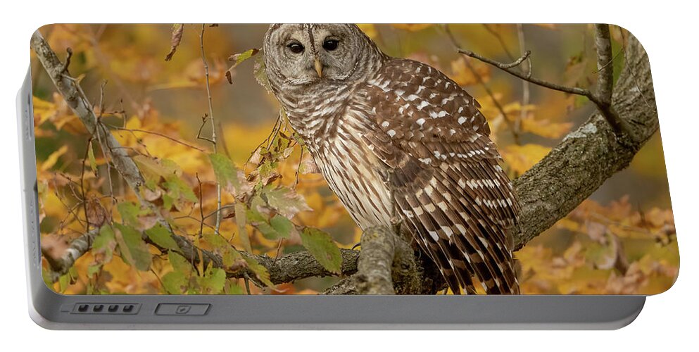 Fall Color Portable Battery Charger featuring the photograph Barred Owl in Fall Color by Julie Barrick
