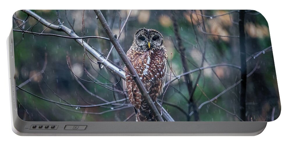 Barred Owl Portable Battery Charger featuring the photograph Barred Owl in Springtime Rain by Rachel Morrison