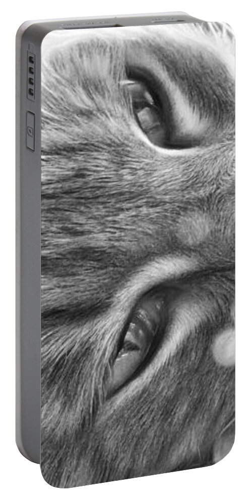 Cat Portable Battery Charger featuring the photograph Basking in Light by Susan Hope Finley