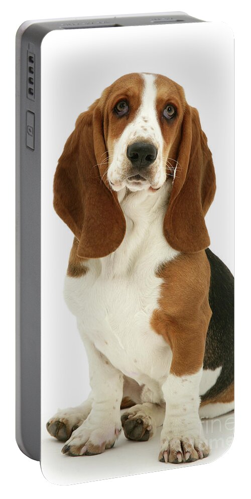 Basset Portable Battery Charger featuring the photograph Basset Hound sitting by Warren Photographic