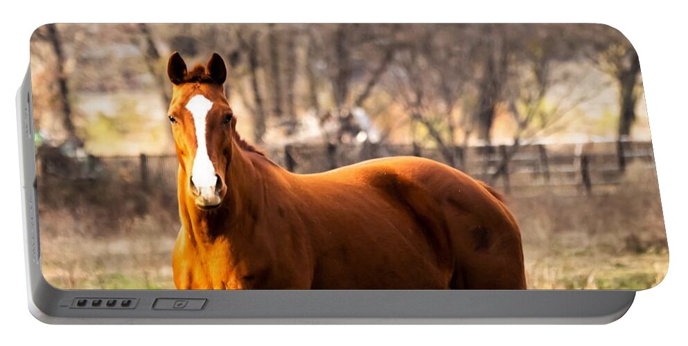 Horse Portable Battery Charger featuring the photograph Bay Horse 2 by C Winslow Shafer