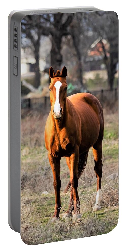 Horse Portable Battery Charger featuring the photograph Bay Horse 4 by C Winslow Shafer