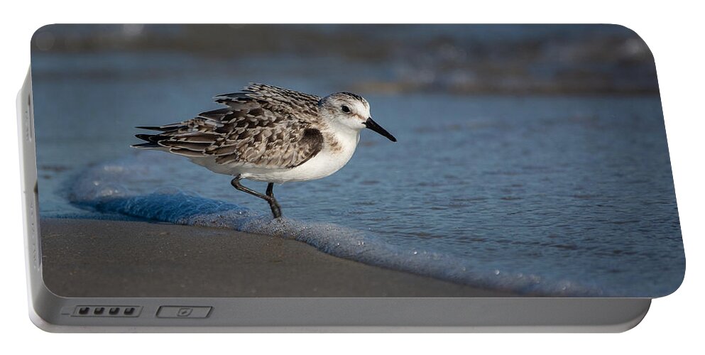 Bird Portable Battery Charger featuring the photograph Beach Bully by Linda Bonaccorsi