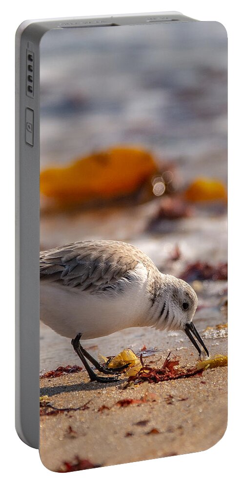 Shore Bird Portable Battery Charger featuring the photograph Beach Salad by Linda Bonaccorsi