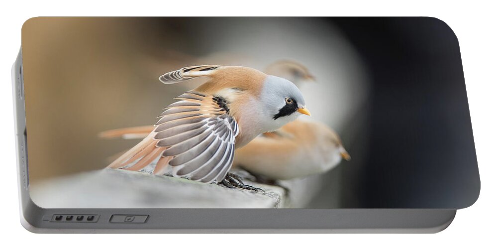 Bearded Reedling Portable Battery Charger featuring the photograph Bearded Reedlings on the parapet by Torbjorn Swenelius