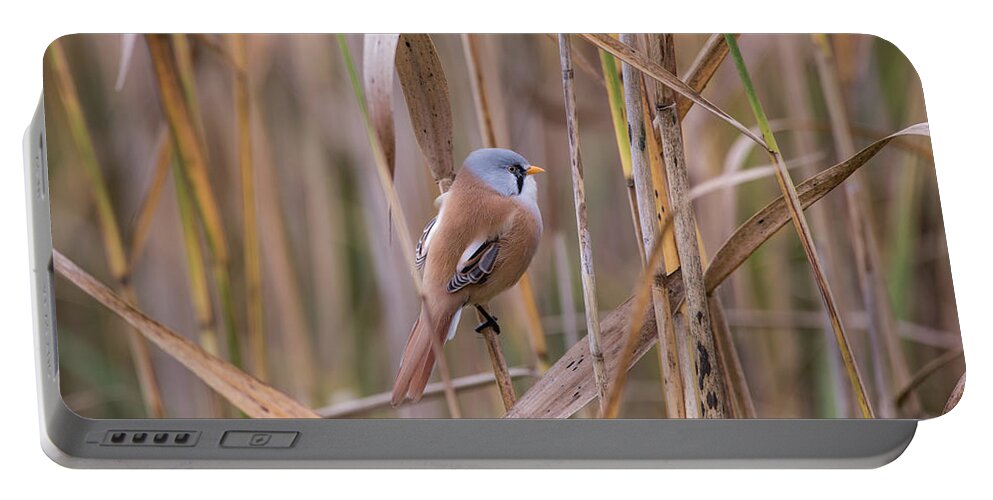 Bearded Reedling Portable Battery Charger featuring the photograph Bearded Tits or Bearded Reedlings male on a straw by Torbjorn Swenelius