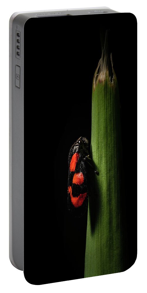 Insect Portable Battery Charger featuring the photograph Beatuiful Froghopper by Stan Weyler