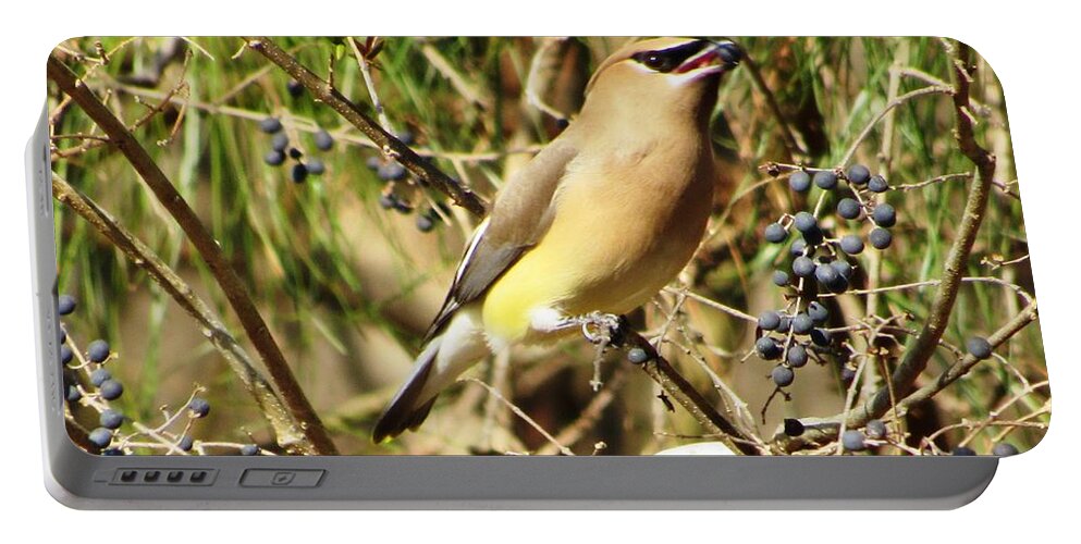 #bandit #mask #eyes #berries #lunchtime #springtime #cedarwaxwing #visitor #sunshine #northgeorgia Portable Battery Charger featuring the photograph Beautiful Bandit by Belinda Lee