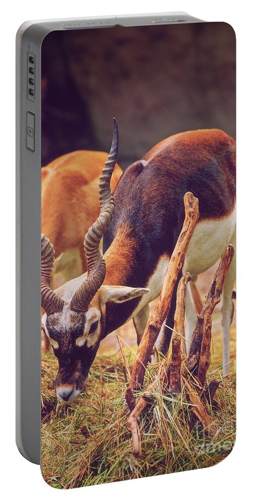 Blackbuck Portable Battery Charger featuring the photograph Beautiful blackbuck eating grass by Mendelex Photography