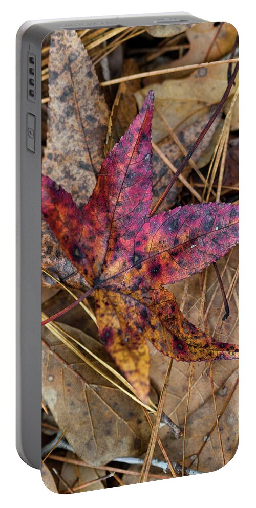 Leaf Portable Battery Charger featuring the photograph Beautiful Leaf Litter by Kathy Clark