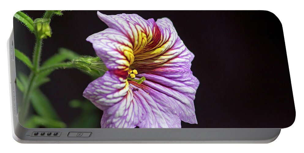 Flower Portable Battery Charger featuring the photograph Beautiful Salpiglossis by Alana Thrower