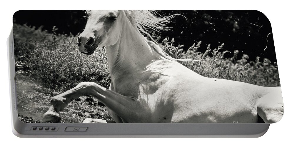 Horse Portable Battery Charger featuring the photograph Beautiful White Horse Laying Down by Dimitar Hristov