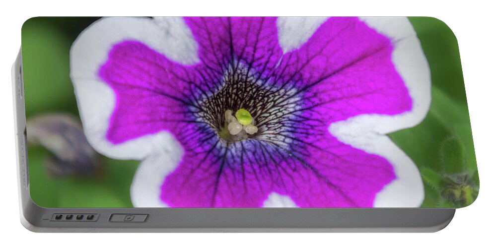 Colorado Flowers Portable Battery Charger featuring the photograph Beauty of A Garden Petunia by Debra Martz