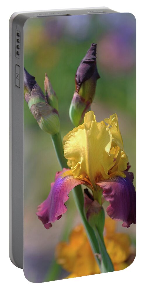 Jenny Rainbow Fine Art Photography Portable Battery Charger featuring the photograph Beauty Of Irises. Milestone 1 by Jenny Rainbow