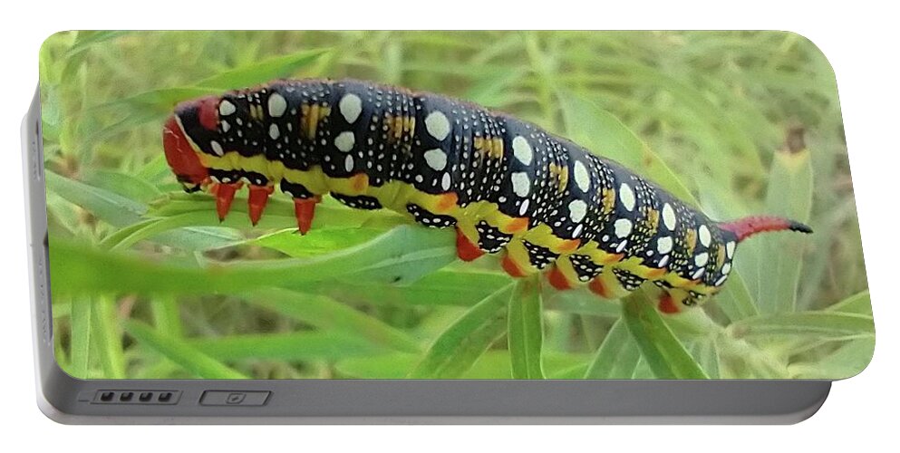 Bedstraw Portable Battery Charger featuring the photograph Bedstraw hawk moth caterpillar, Hyles gallii by Delynn Addams