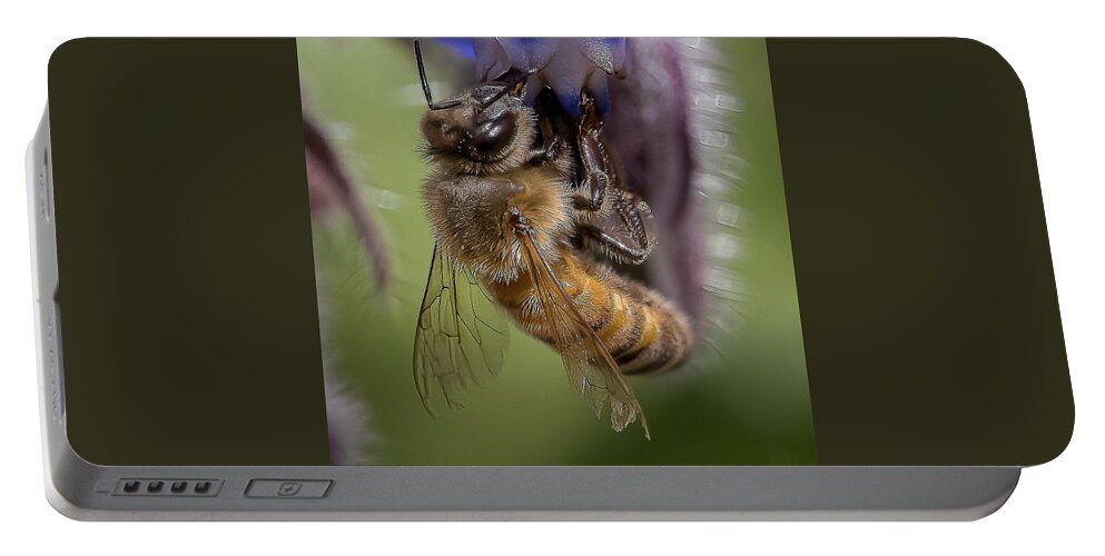 Honeybee Portable Battery Charger featuring the photograph Bee on Starflower by Cheri Freeman