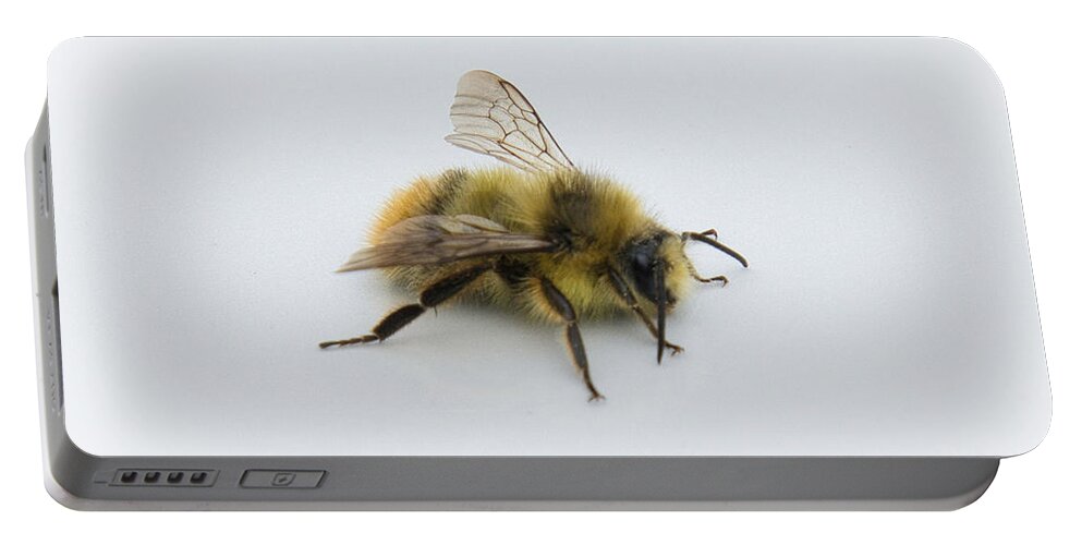 Bee Portable Battery Charger featuring the photograph Bee utiful by Steph Gabler