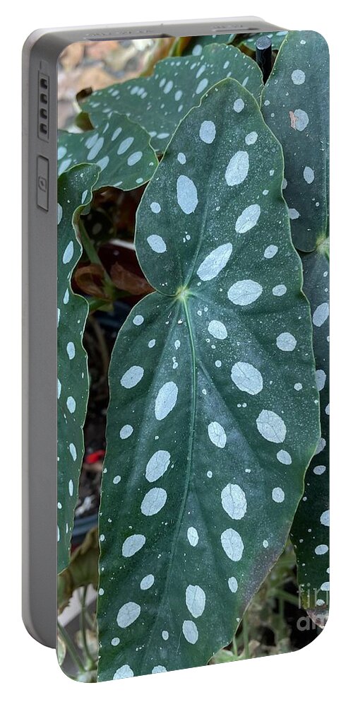 Begonia Portable Battery Charger featuring the photograph Begonia Maculata by Albert Massimi