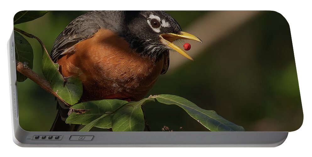 Robin Portable Battery Charger featuring the photograph Berry Toss by RD Allen
