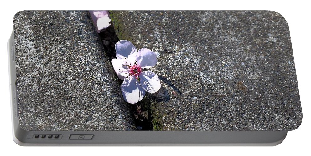 Cherry Blossom Portable Battery Charger featuring the photograph Between the Crack by Richard Thomas