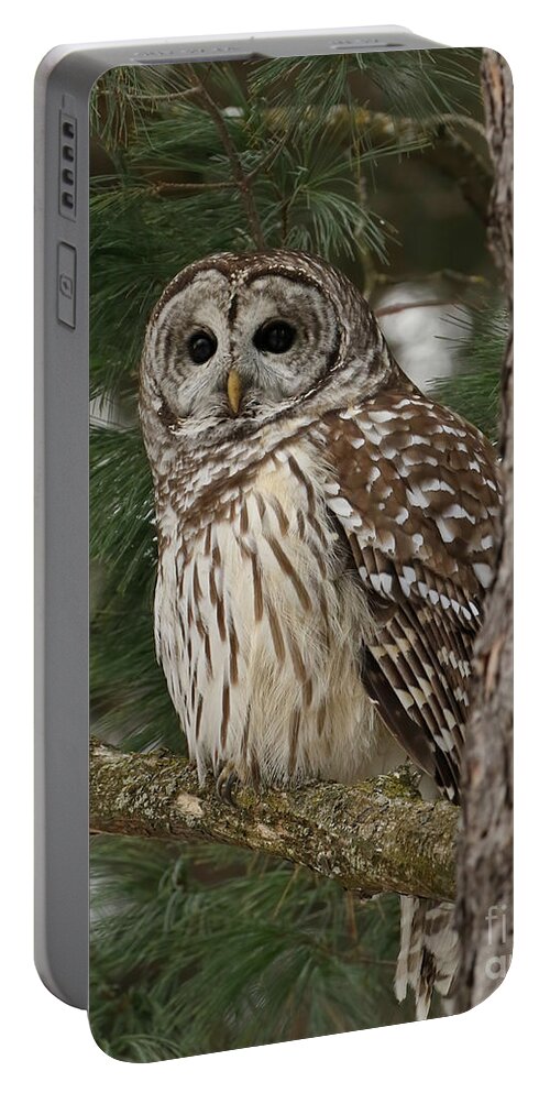 Owl Portrait Portable Battery Charger featuring the photograph Big beautiful eyes by Heather King