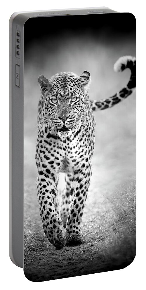 Leopard Portable Battery Charger featuring the photograph Big Cats of Africa - Leopard, South Africa by Stu Porter
