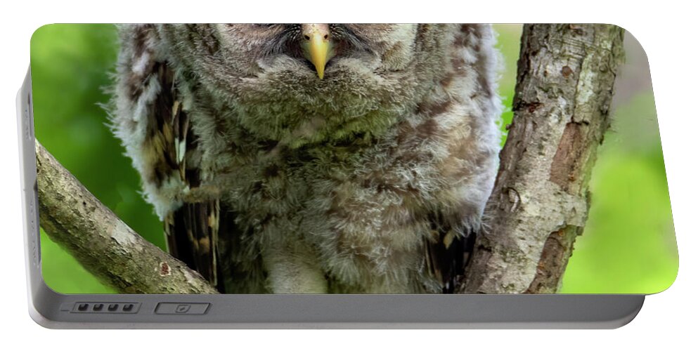 Owl Portable Battery Charger featuring the photograph Binocular Vision by Art Cole