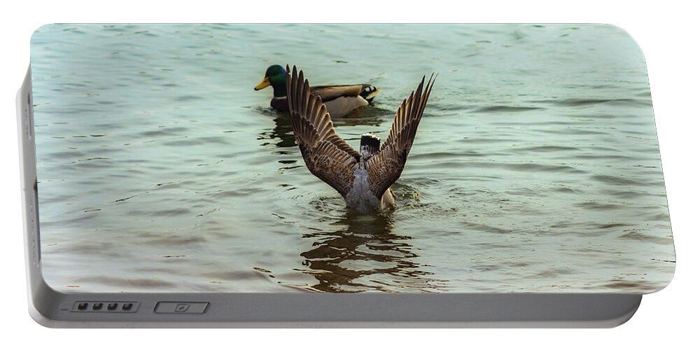 Bird Portable Battery Charger featuring the photograph Bird Diving for Food by Auden Johnson