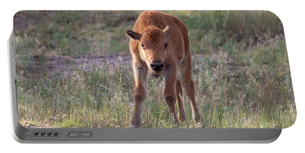 Bison Portable Battery Charger featuring the photograph Bison Calf in the Morning Sun by Tony Hake