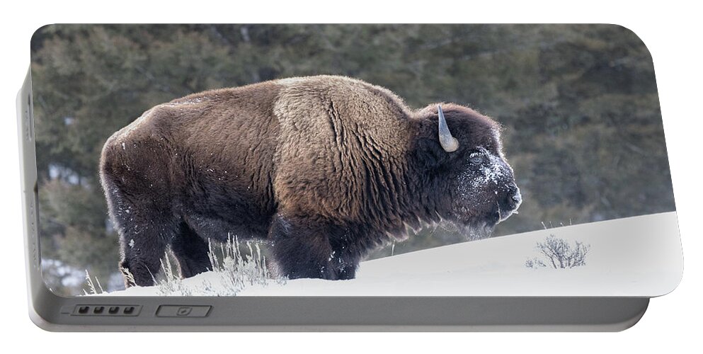 Yellowstone National Park Portable Battery Charger featuring the photograph Bison Outstanding by Cheryl Strahl