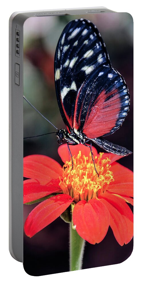 Black Portable Battery Charger featuring the photograph Black and Red Butterfly on Red Flower by WAZgriffin Digital