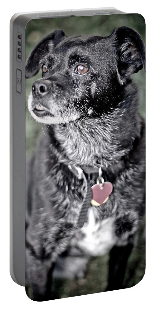 Animal Portable Battery Charger featuring the photograph Black and White Dog by John Wadleigh