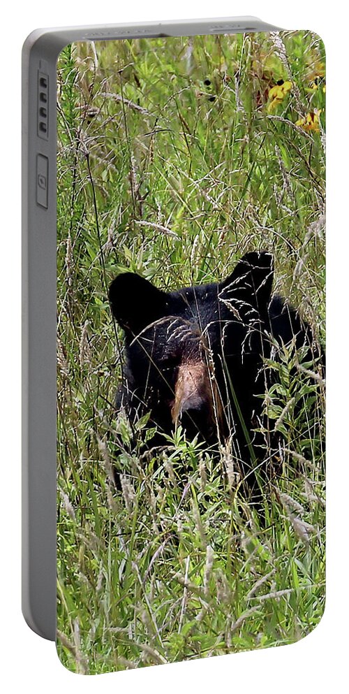 Tennessee Portable Battery Charger featuring the photograph Black Bear In The Cove by Jennifer Robin