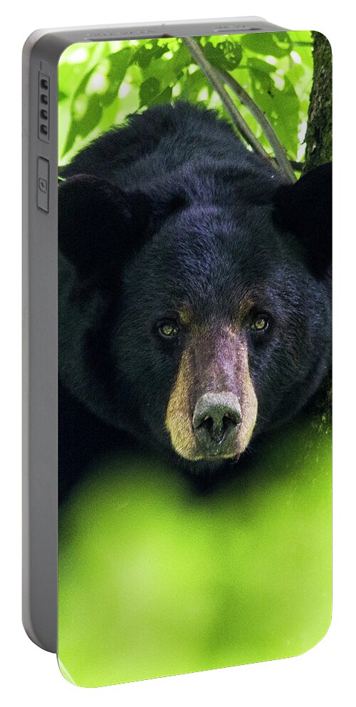 Bear Portable Battery Charger featuring the photograph Black Bear in the Croatan National Forest Near New Bern NC by Bob Decker