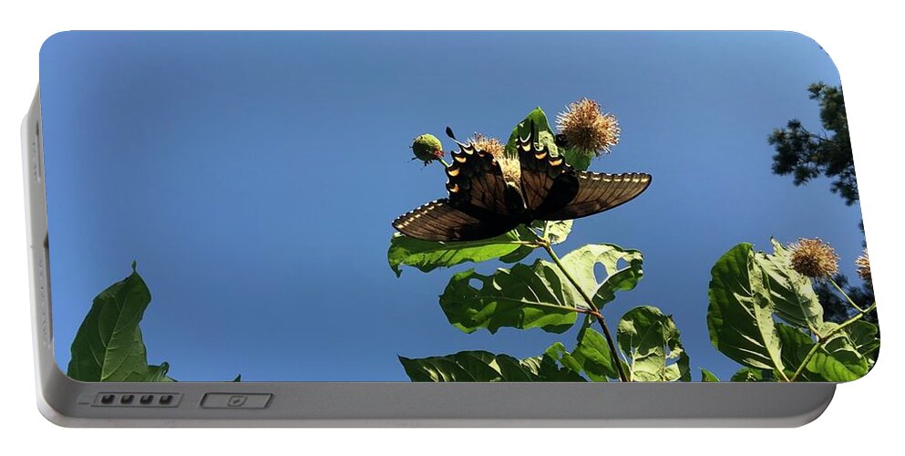 Butterfly Portable Battery Charger featuring the photograph Black Beauty by Catherine Wilson